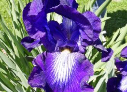 026 - exotic star 1974